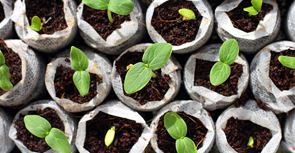 cortoplacismo-wp-580x300